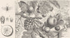 INSECTS. Oak-gall wasp, etc 1896 old antique vintage print picture