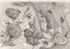 INSECTS. Sponge gall-wasp, with an old sponge gall 1896 antique print