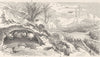 ANTS. Honey-pot ant; Parasol ants marching; husbandmen ants dwelling 1896