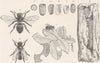 INSECTS. Common leaf-cutter bee 1896 old antique vintage print picture