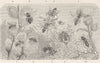 INSECTS. Group of solitary bees 1896 old antique vintage print picture
