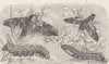 HAWK-MOTHS. Eyed hawk-moth; Humming-bird hawk-moth & larva 1896 old print