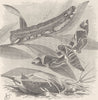 LEPIDOPTERA. Oleander hawk-moth, with larva & pupa 1896 old antique print