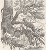 LEPIDOPTERA. Life-history of the pine-lappet moth 1896 old antique print