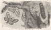 LEPIDOPTERA. Black-arches moth 1896 old antique vintage print picture