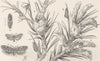 LEPIDOPTERA. Oak-gall tortrix & larch tortrix 1896 old antique print picture