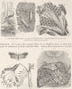 MOTHS. Corn moth; clothes moth; Honeycomb; wax moth; plume moth; pupa 1896
