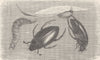 BEETLES. Great black water-beetle, Larva; egg-cocoon 1896 old antique print