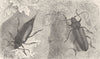 BEETLES. Prionus coriarius; Ergates faber 1896 old antique print picture