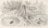 INSECTS. Life-history of the common ant-lion 1896 old antique print picture