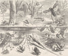 INSECTS. Common British water-bugs 1896 old antique vintage print picture