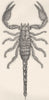 SCORPIONS. African rock-scorpion, Scorpio viatoris 1896 old antique print