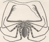 SCORPIONS. West Africa tailless whip-scorpion, Titanodamen johnstoni 1896
