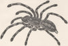 BANDED BIRD-EATING SPIDER. Paecilotheria fasciata 1896 old antique print