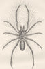 INSECTS. Male of Persian false spider, Galeodes 1896 old antique print picture