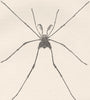 SOUTH AMERICAN HARVEST SPIDER. Gonyleptes spinipes 1896 old antique print