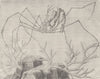 INSECTS. Long-beaked spider-crab 1896 old antique vintage print picture