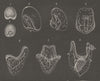 ECHINOIDEA. Development of sea-urchin  (stages 1-8) 1896 old antique print