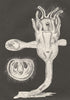 ANIMALS. A fixed moss-animal  (Loxosoma)  with lateral buds. Swarm-larva 1896