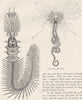 ANIMALS. Chaetopterus; Tube-worm  (Hermella) 1896 old antique print picture
