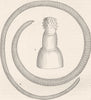 WORMS. Rock-leech 1896 old antique vintage print picture
