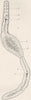 ANIMALS. Single-eyed turbellarian, Stenostomum 1896 old antique print picture