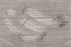 COELENTARATA. Venus' girdle 1896 old antique vintage print picture