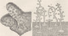 COELENTARATA. Millepora 1896 old antique vintage print picture