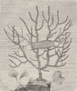 CORALS. Sea-fan (Gorgonia verrucosa); shark's egg on its branches 1896 print