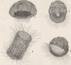 SPONGES. Development of Sycon Raphanus 1896 old antique vintage print picture