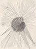 PROTOZOA. Polystomella 1896 old antique vintage print picture