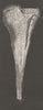 PROTOZOA. Rosel's trumpet-animalcule, Stentor 1896 old antique print picture