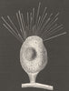 PROTOZOA. Marine animalcule, Acineta 1896 old antique vintage print picture