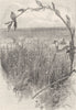 AUSTRALIA. Riverina. Winter, plains 1890 old antique vintage print picture