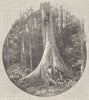 AUSTRALIA. West. Queensland. Huge fig-tree Southport 1890 old antique print