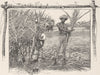 AUSTRALIA. Queensland Sugar Industry. Cutting cane 1890 old antique print