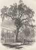 MASSACHUSETTS. Boston Common c1880 old antique vintage print picture