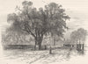 MASSACHUSETTS. Washington Elm, Cambridge c1880 old antique print picture
