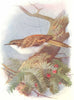 BIRDS. Creeper  1901 old antique vintage print picture