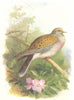 BIRDS. Turtle Dove  1901 old antique vintage print picture