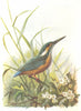 BIRDS. Kingfisher  1901 old antique vintage print picture