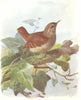 BIRDS. Common Wren. (4 5) 1901 old antique vintage print picture