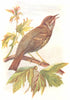 BIRDS. Thrush  1901 old antique vintage print picture