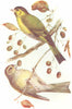 BIRDS. Siskin. (Pair)(4 5) 1901 old antique vintage print picture