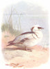 BIRDS. Smew  1901 old antique vintage print picture