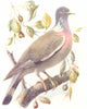 BIRDS. Ringdove  1901 old antique vintage print picture