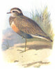 BIRDS. Dotterel  1901 old antique vintage print picture