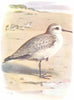 BIRDS. Sanderling  1901 old antique vintage print picture