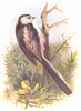 BIRDS. Long-Tailed Tit. (4 5) 1901 old antique vintage print picture