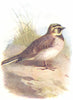 BIRDS. Shore Lark  1901 old antique vintage print picture